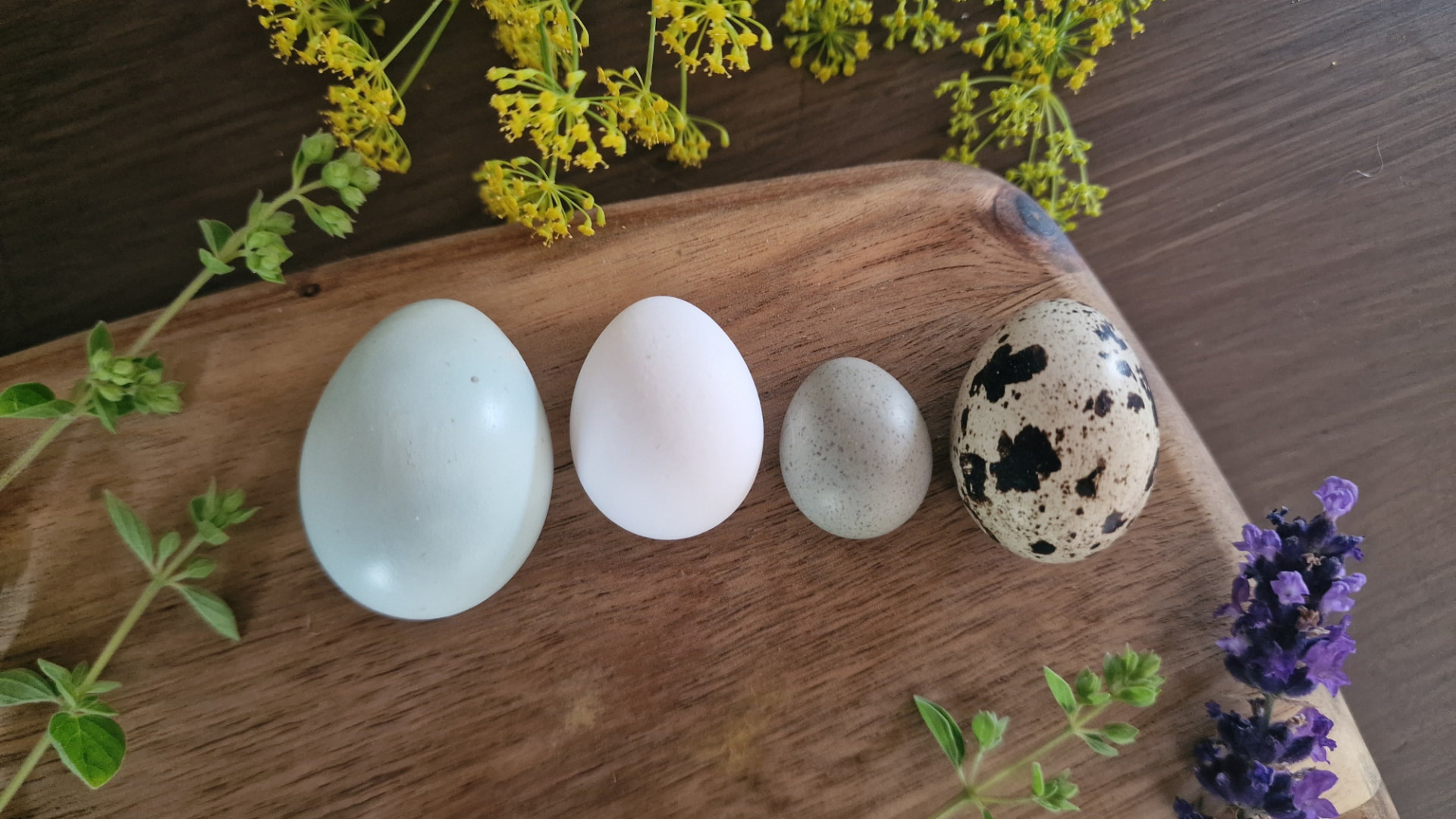 Fire vaktelegg på et skjærebrett: et blekblått celadonegg, et hvitt nordkrattvaktelegg, et bittelite asiablåvaktelegg og et flekkete japansk vaktelegg