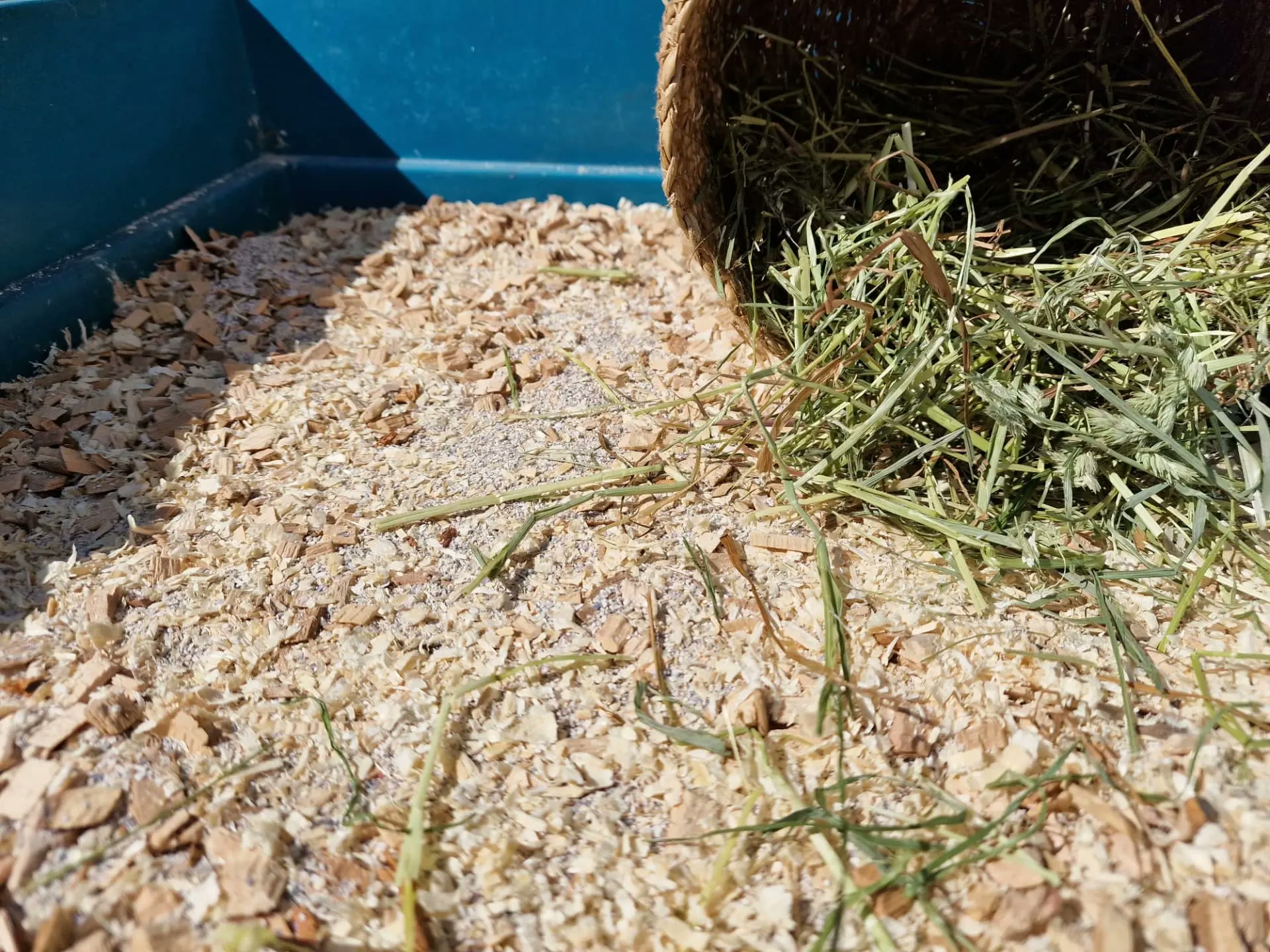 Bøkeflis blandet med skjellsand og gress i strøet, med gress fra en kurv