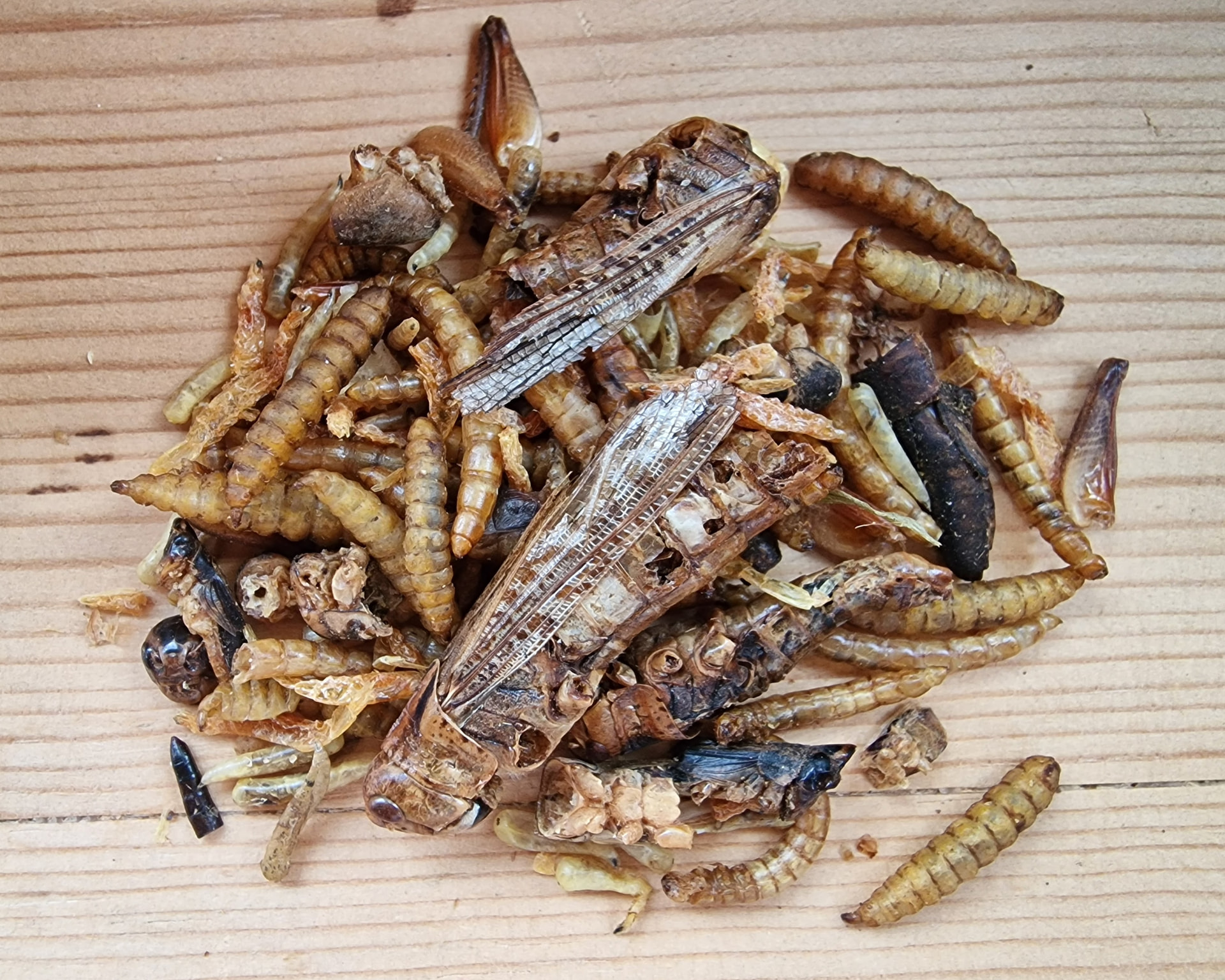 Nærbilde av Urbanmat Insektsfest med blandede tørkede insekter og larver