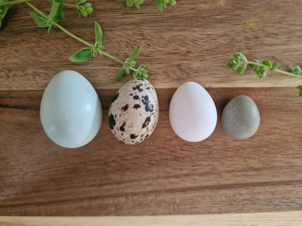Fire forskjellige egg på trefjøl, deriblandt et Celadonegg
