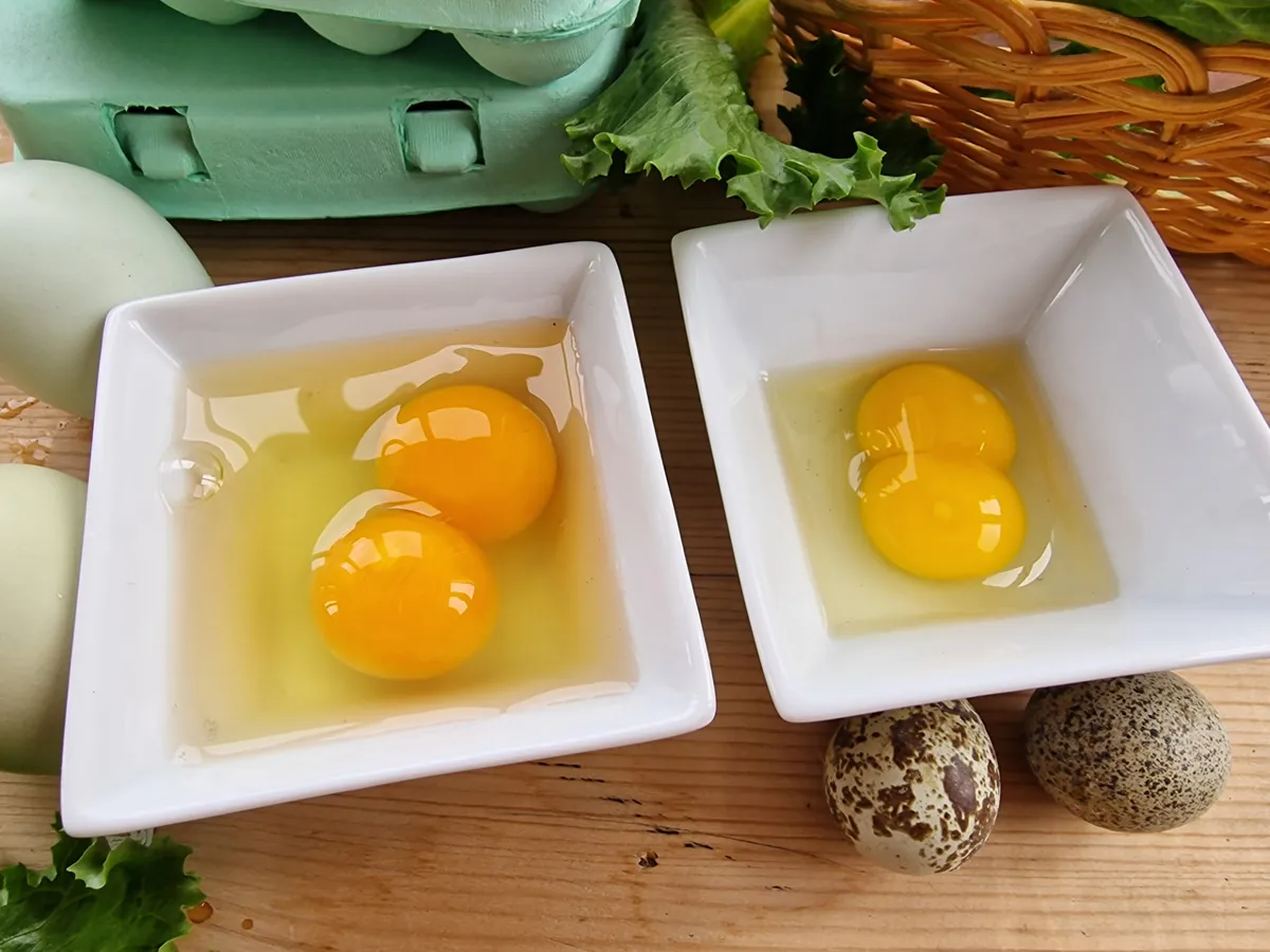 To skåler med dobbeltplomme-egg: hønseegg til venstre og vaktelegg til høyre