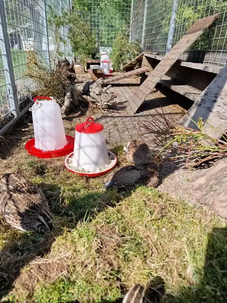 Rikelige med skjulesteder i Vaktelhagen