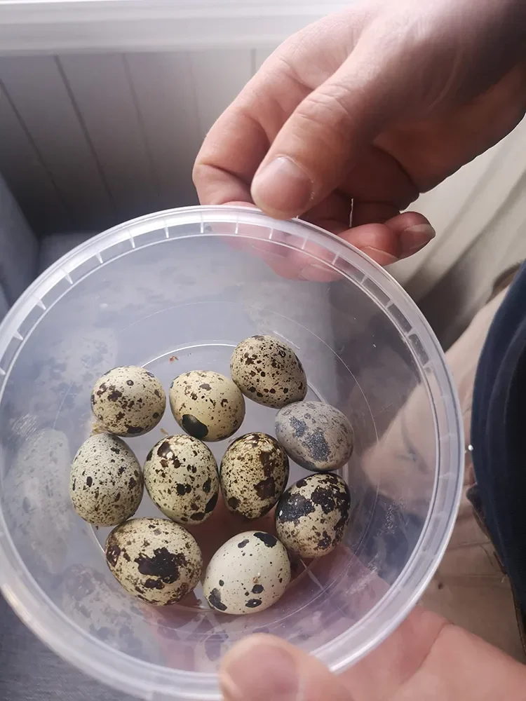 En kopp med 10 vaktel rugeegg av