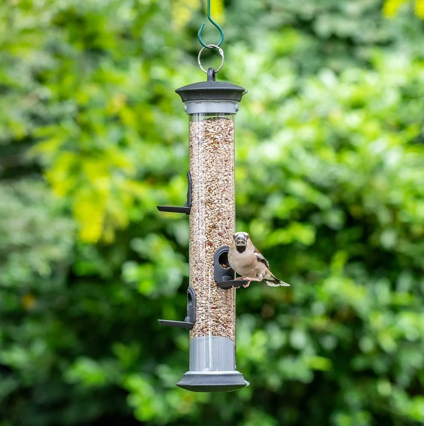 Apollo 5 Port Bird Seed Feeder